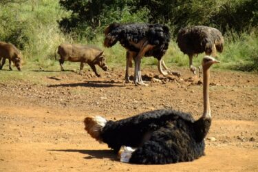 ダチョウ～医療の救世主になるか？マヌケで飛べない世界最大の鳥類～